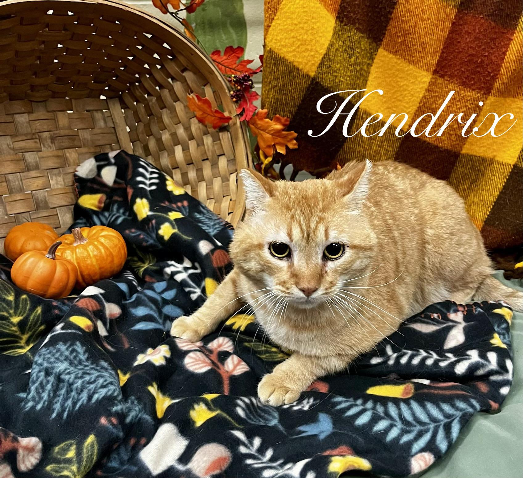 Enlarge Hendrix, a Adoptable Domestic Short Hair in Pueblo, CO image 5/5
