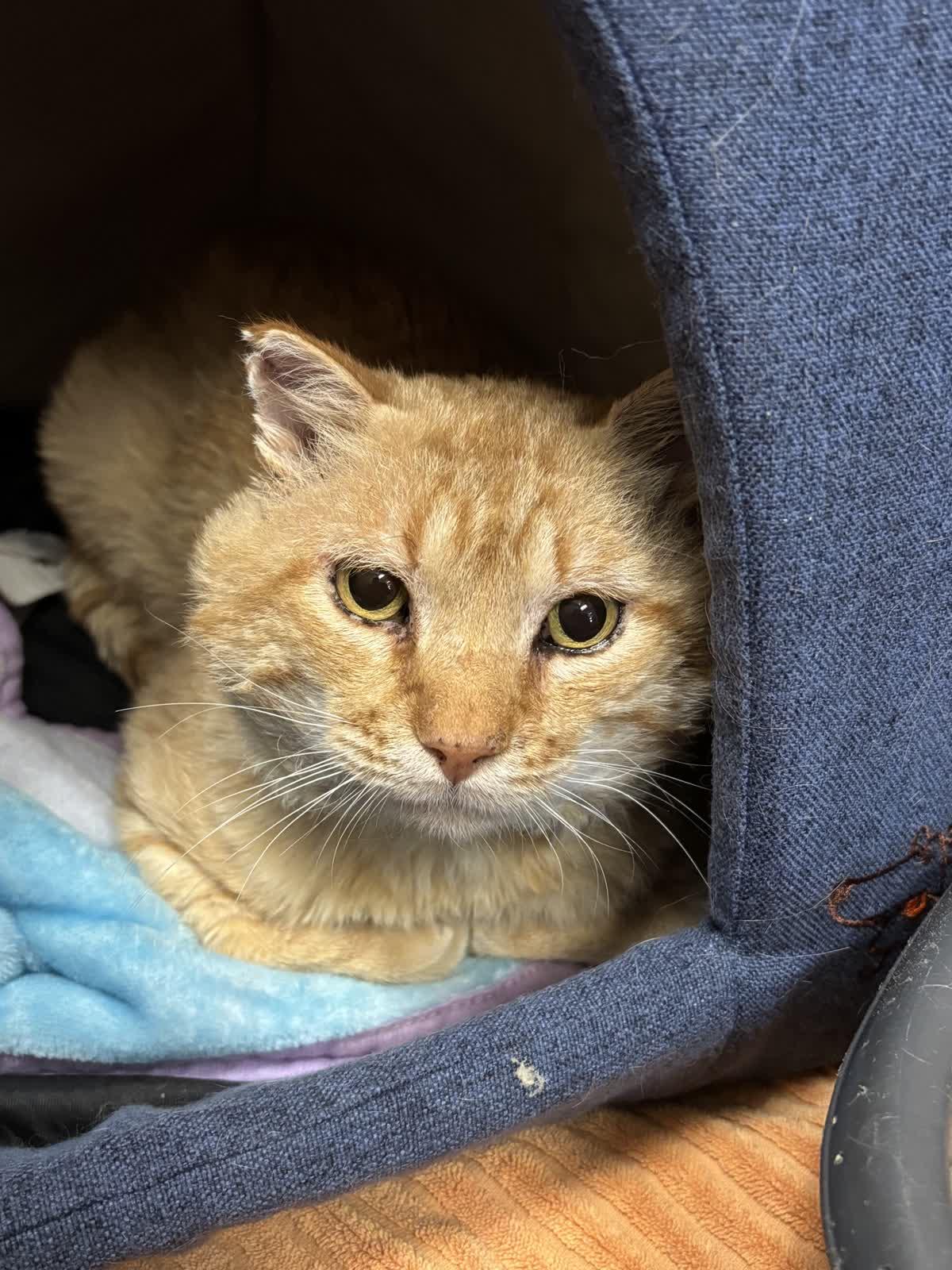Enlarge Hendrix, a Adoptable Domestic Short Hair in Pueblo, CO image 4/5