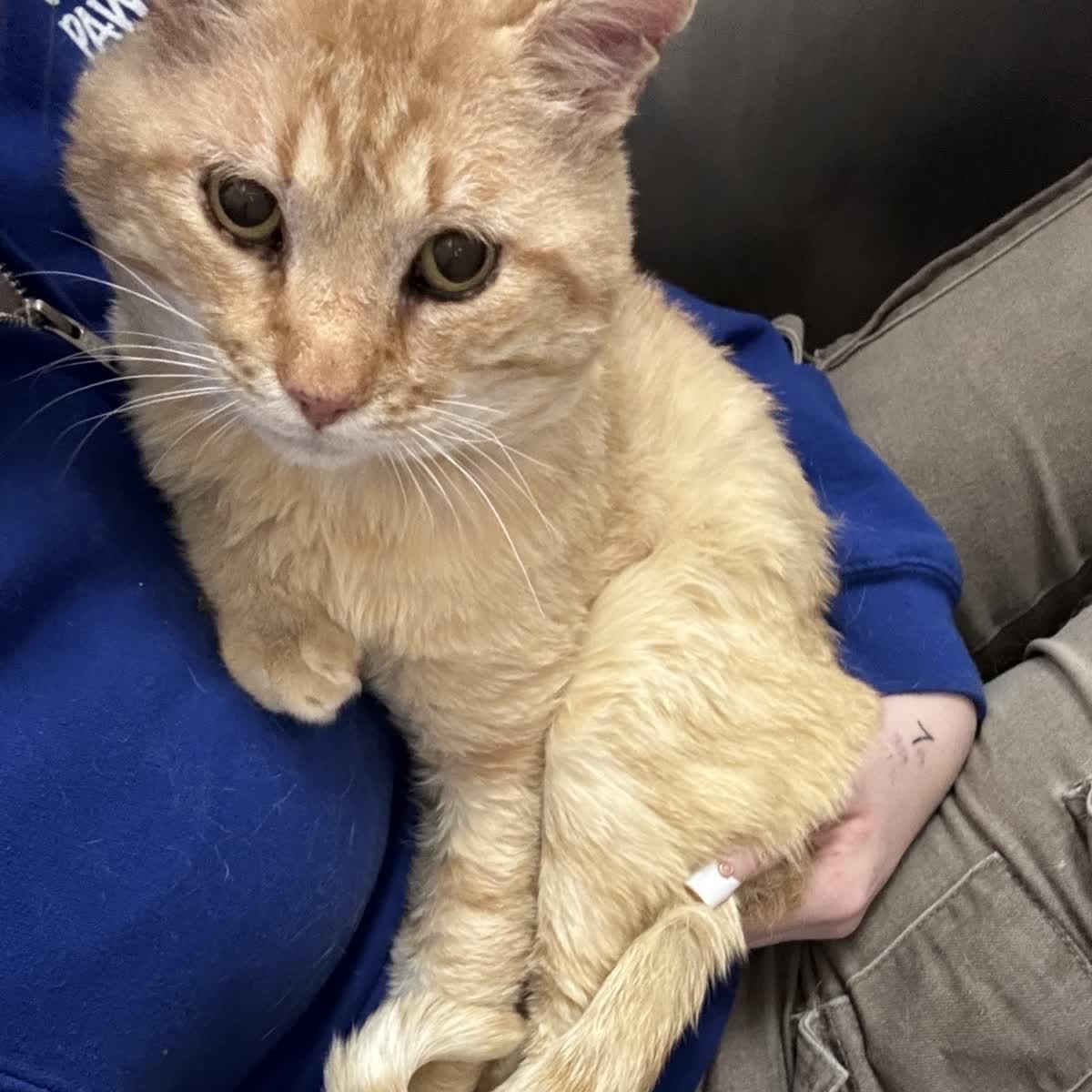 Enlarge Hendrix, a Adoptable Domestic Short Hair in Pueblo, CO image 1/5