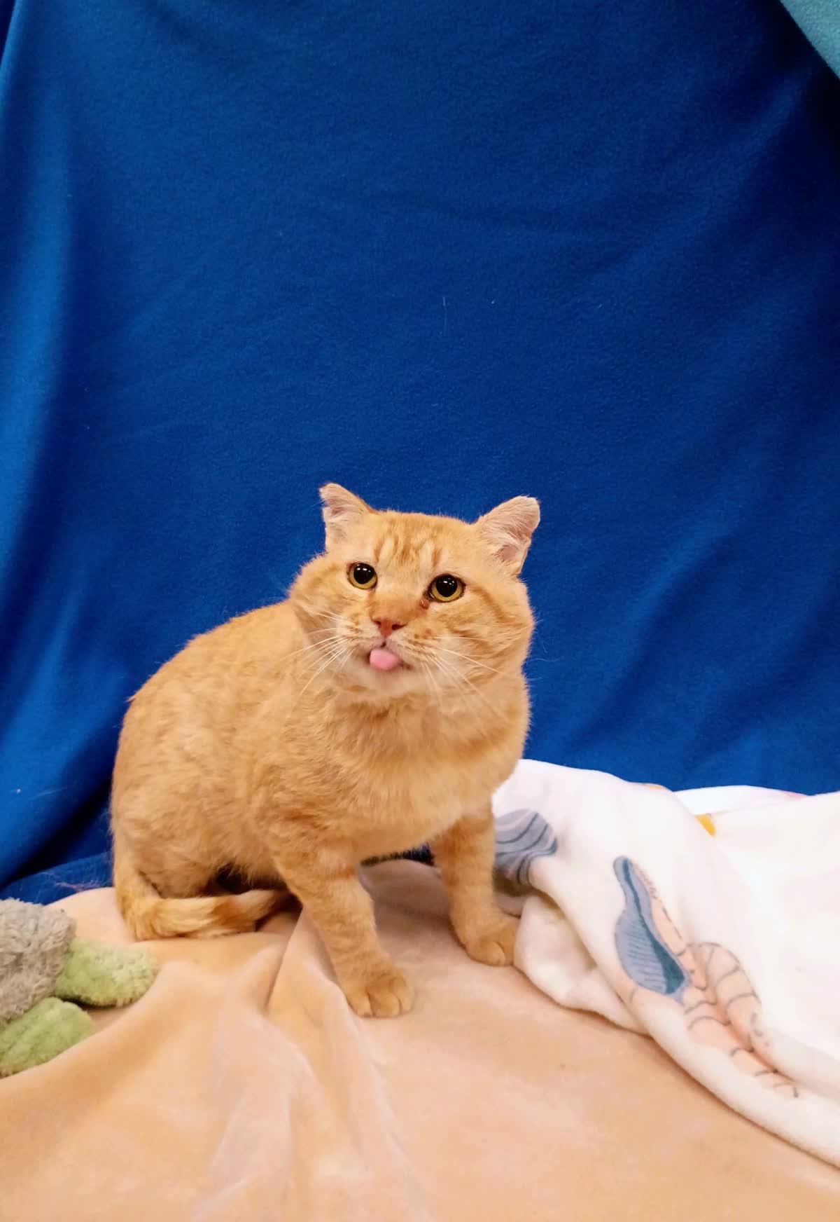 Enlarge Hendrix, a Adoptable Domestic Short Hair in Pueblo, CO image 2/5
