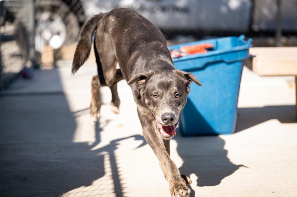 Enlarge Shiloh, a Adoptable mixed breed in Twentynine Palms, CA image 2/5