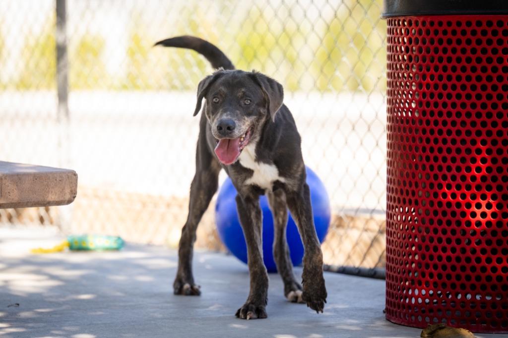 Enlarge Shiloh, a Adoptable mixed breed in Twentynine Palms, CA image 4/5