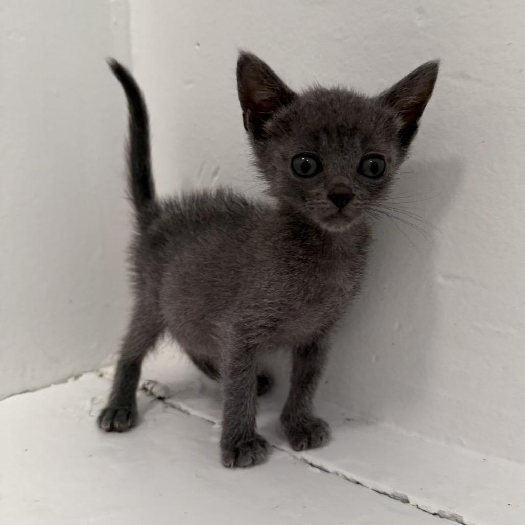 Binx, a Adoptable Domestic Short Hair in Los Angeles, CA image 2/4