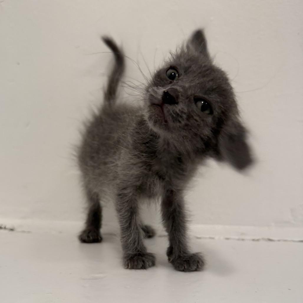 Binx, a Adoptable Domestic Short Hair in Los Angeles, CA image 3/4