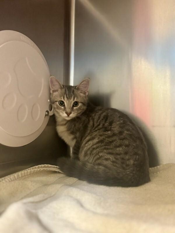 Enlarge Sauce, a Adoptable Domestic Short Hair in Wooster, OH image 1/1
