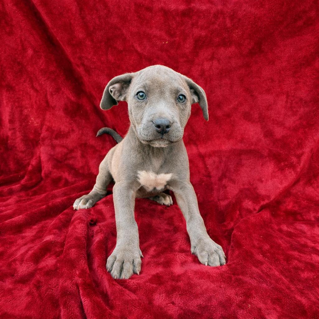 Enlarge Champagne, an adopted mixed breed in Copiague, NY image 1/1