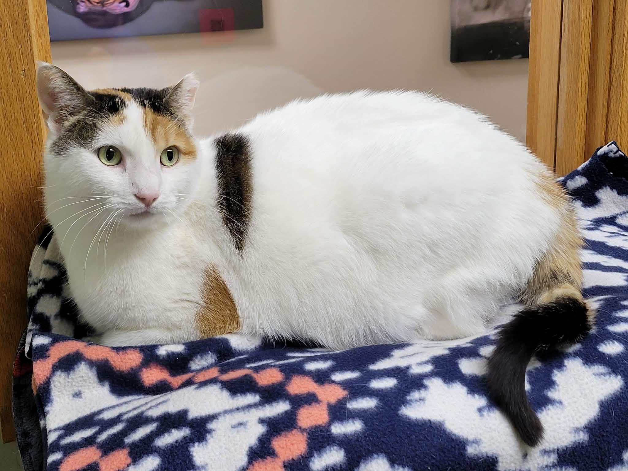Enlarge Calypso, a ADOPTABLE Calico in Portage, WI image 3/3