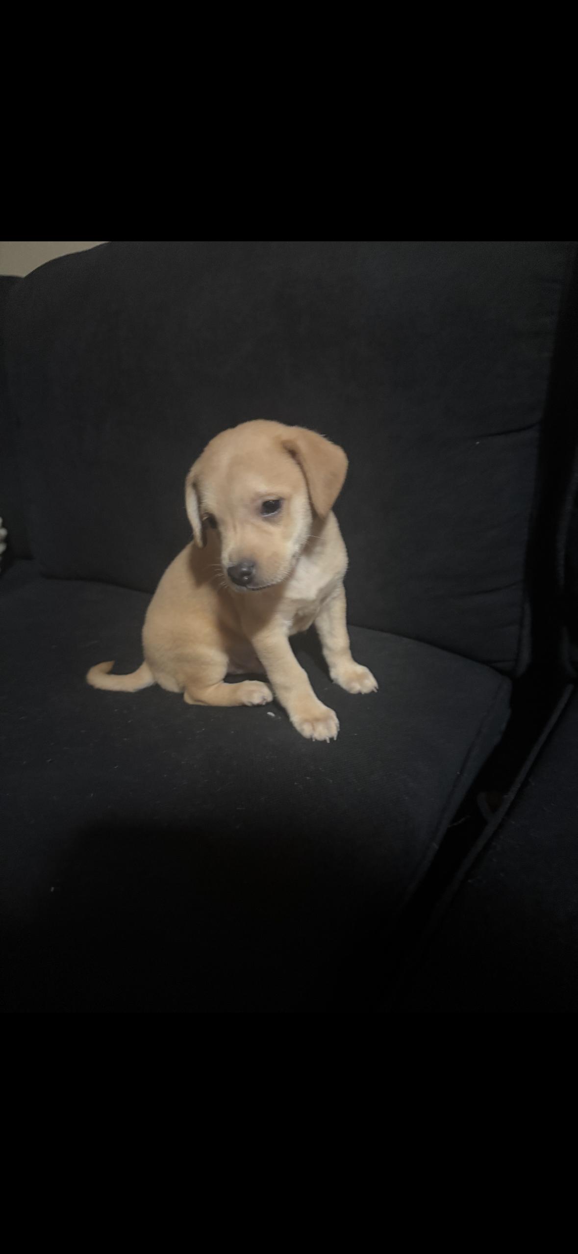 Luscious Luke, adopted, Puppy Male Terrier.