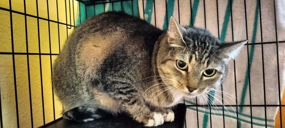 Otter, Adoptable, Adult Male Domestic Short Hair.