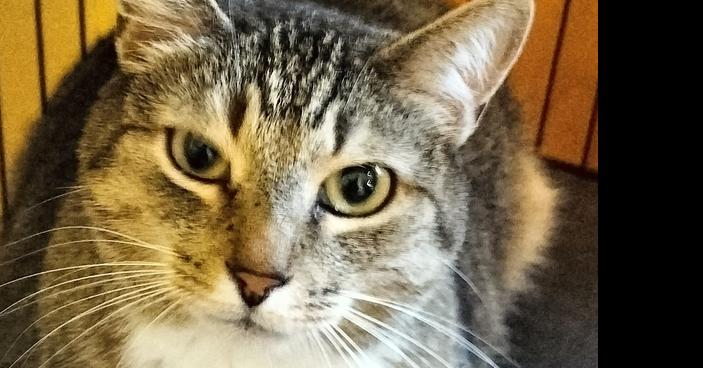 Enlarge Otter, a Adoptable Domestic Short Hair in Boone, CO image 2/2