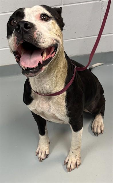 Enlarge MATILDA, a Adoptable Pit Bull Terrier in Saint Cloud, FL image 1/1