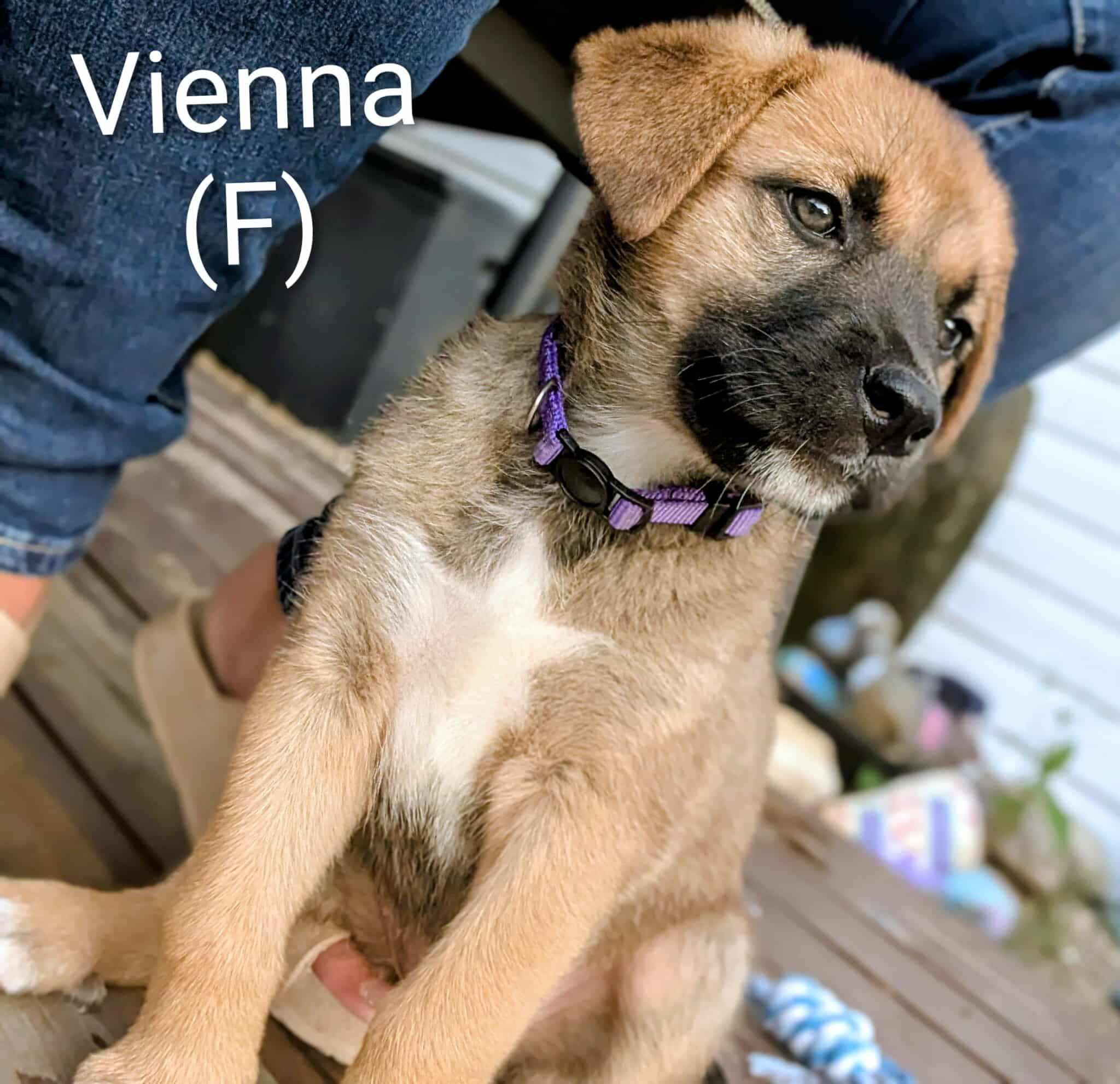 Vienna