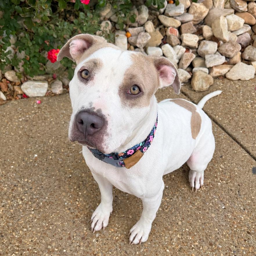 Rhea, Adoptable, Adult Female Pit Bull Terrier & Mixed Breed.