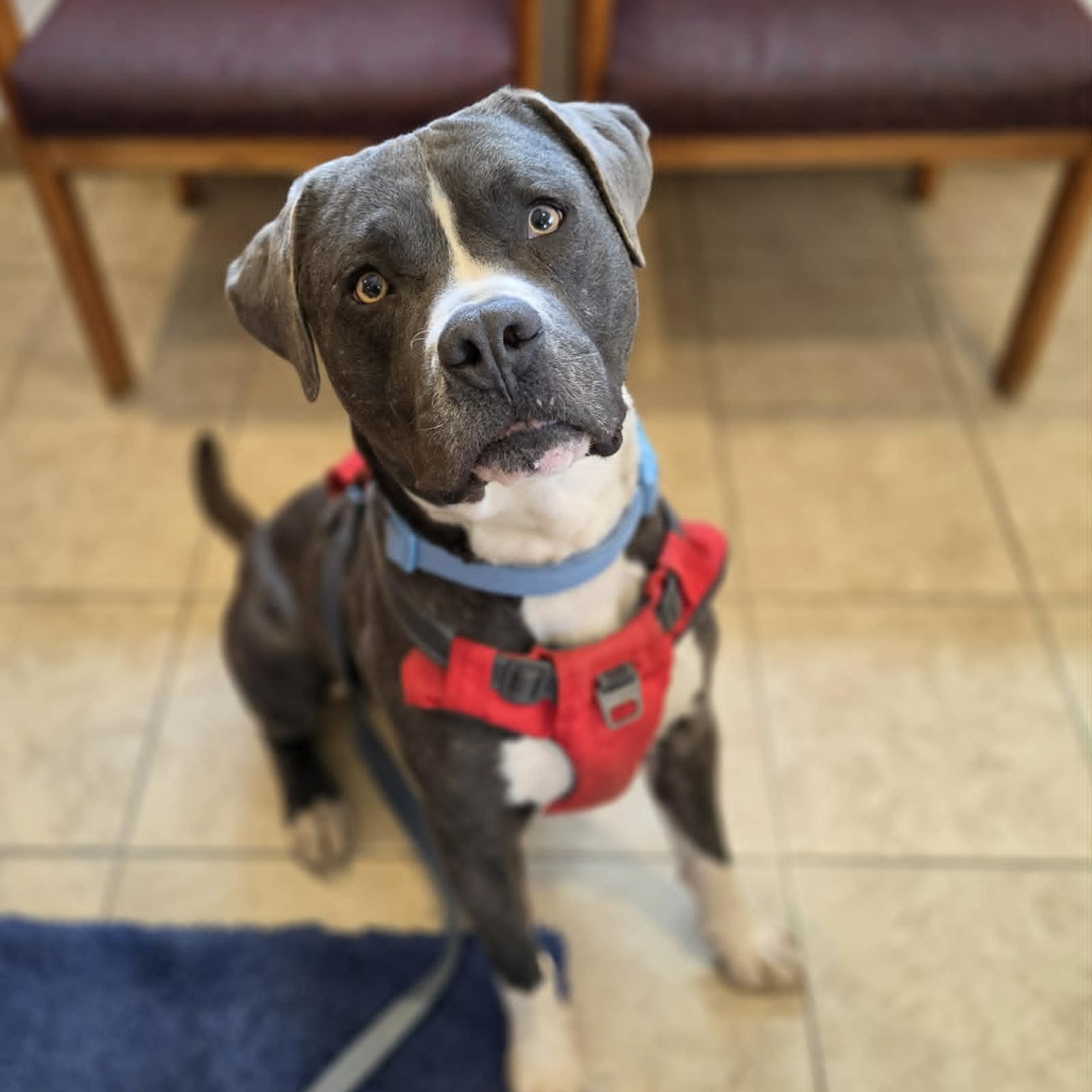 Pico de Gallo (aka Pico), ADOPTABLE, Adult Male American Staffordshire Terrier.