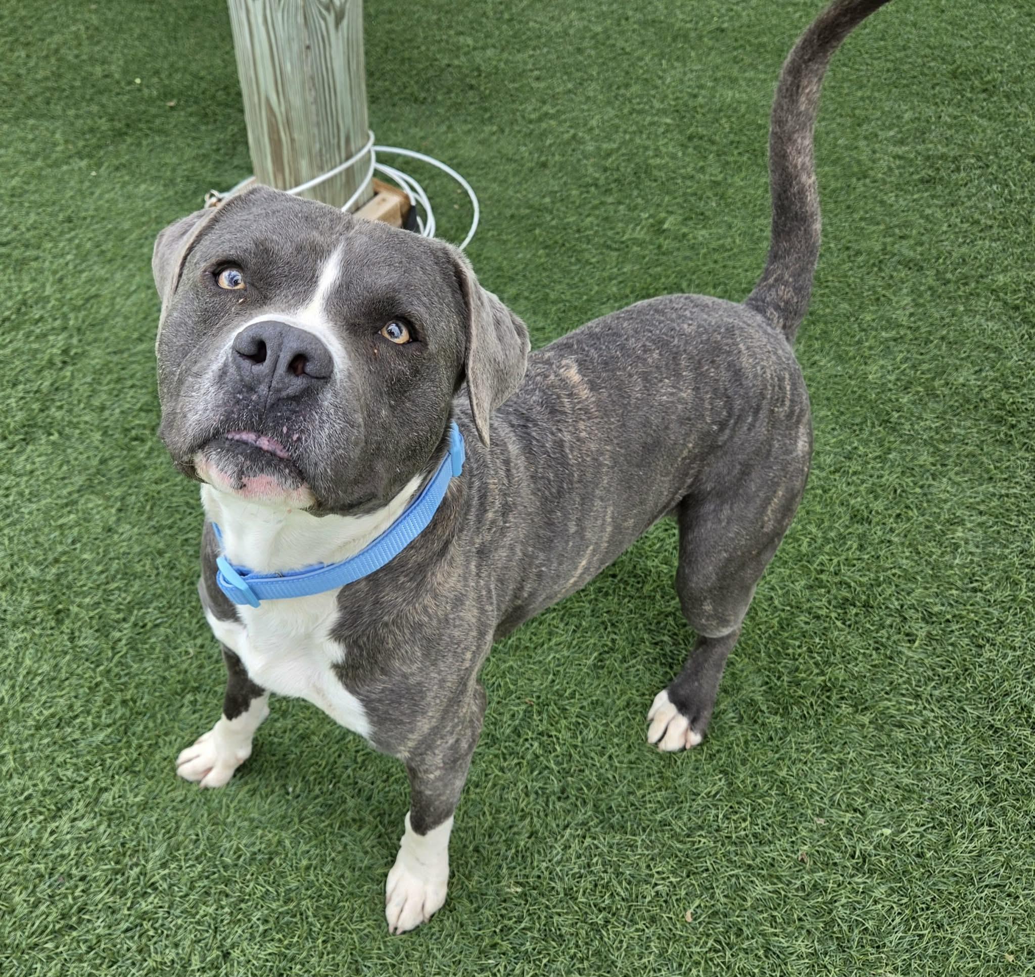 Enlarge Pico de Gallo (aka Pico), a ADOPTABLE mixed breed in Sparta, WI image 2/4