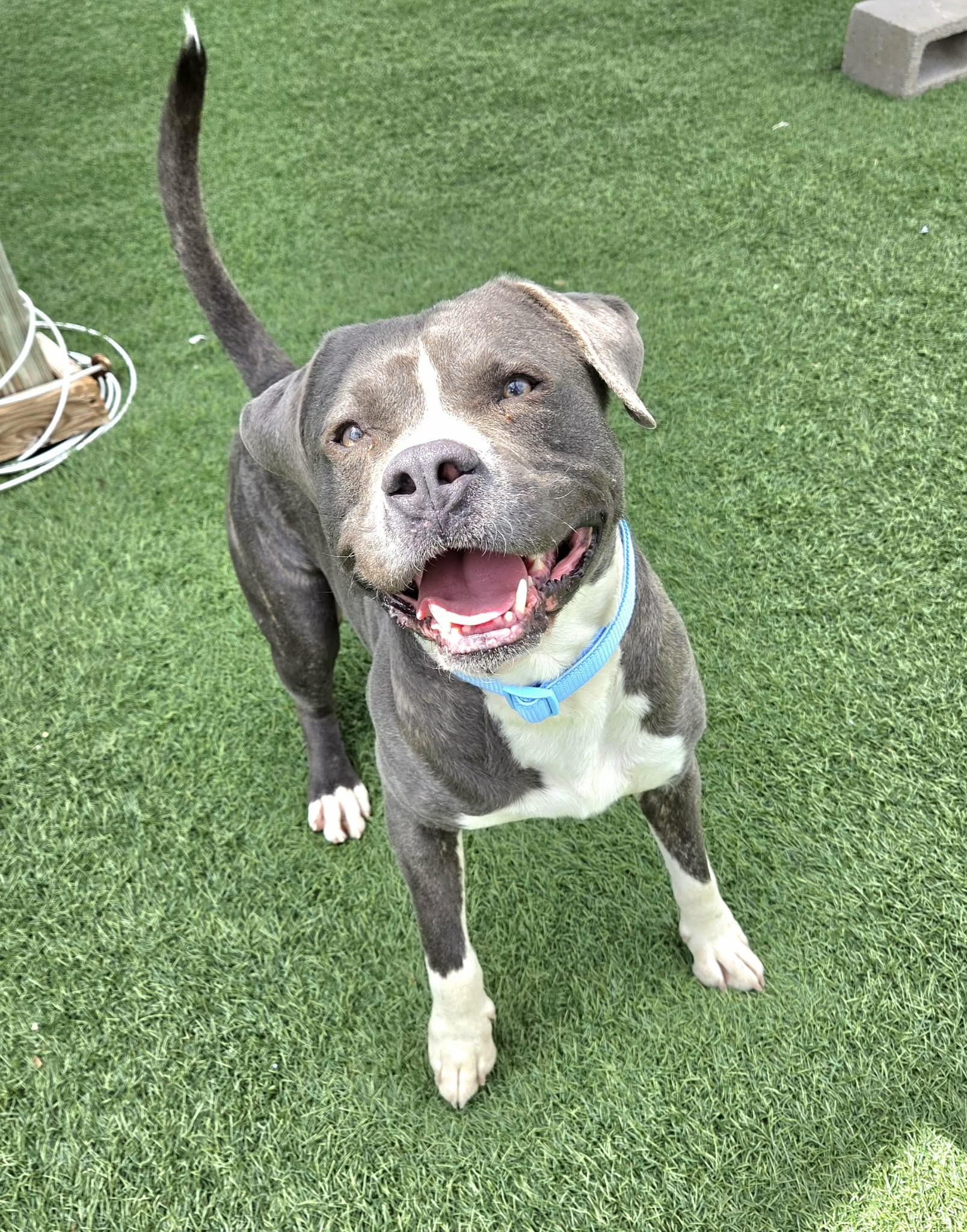 Enlarge Pico de Gallo (aka Pico), a ADOPTABLE mixed breed in Sparta, WI image 4/4