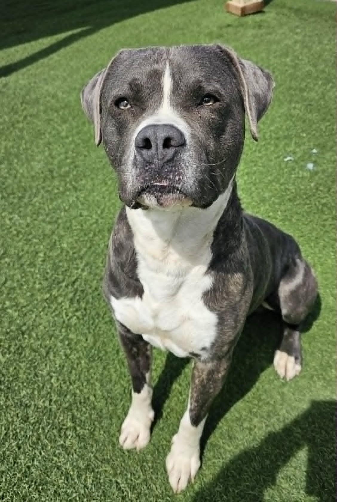 Enlarge Pico de Gallo (aka Pico), a ADOPTABLE mixed breed in Sparta, WI image 3/4