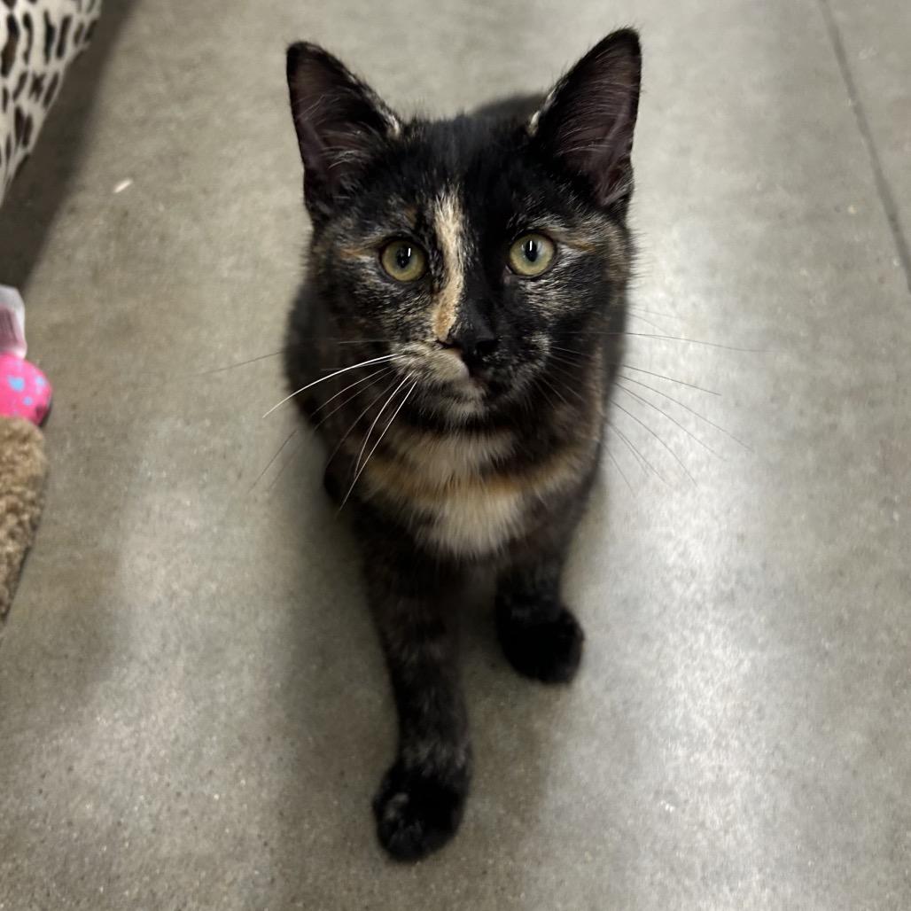 Tortie, Adoptable, Kitten Female Domestic Short Hair.
