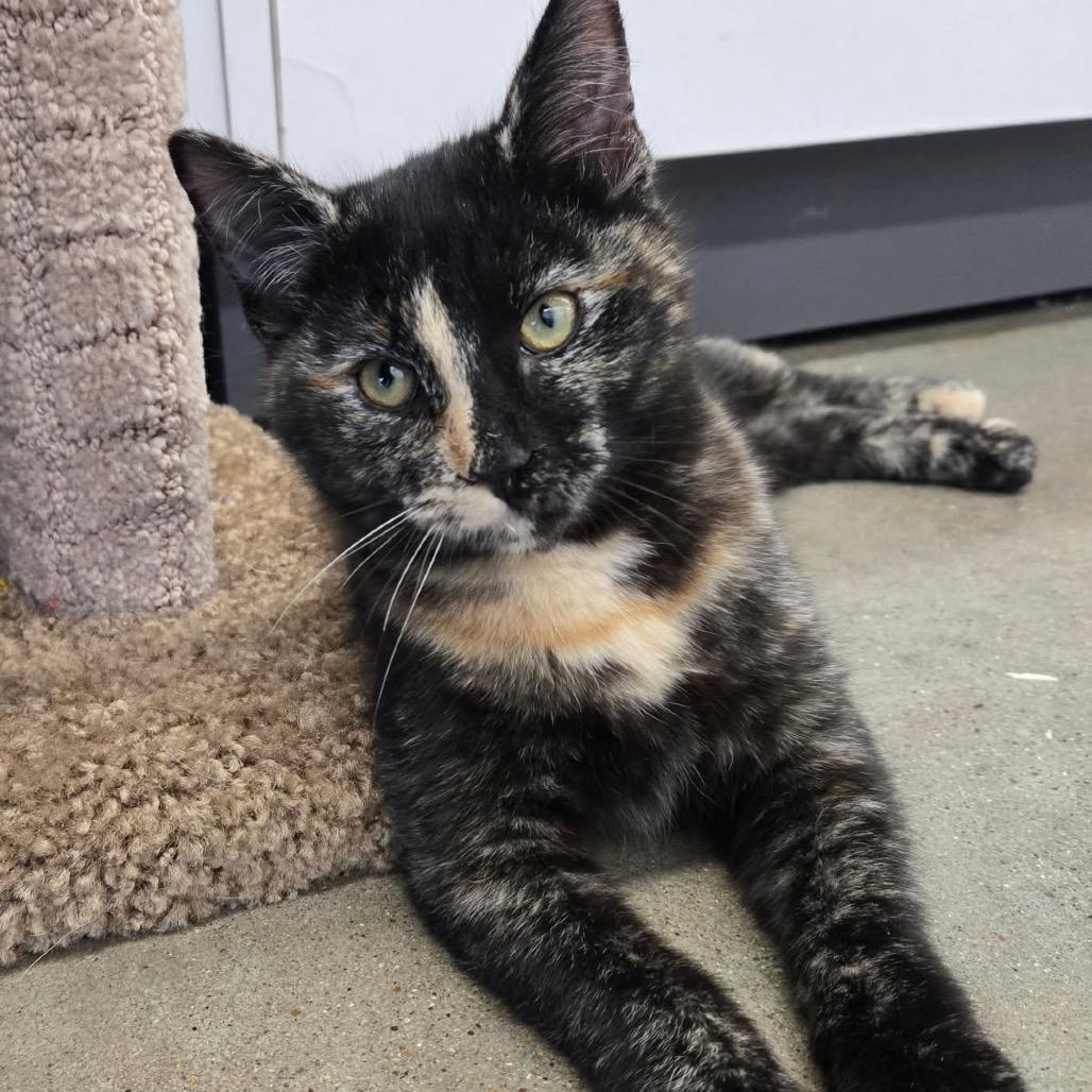 Tortie, Adoptable, Kitten Female Domestic Short Hair.