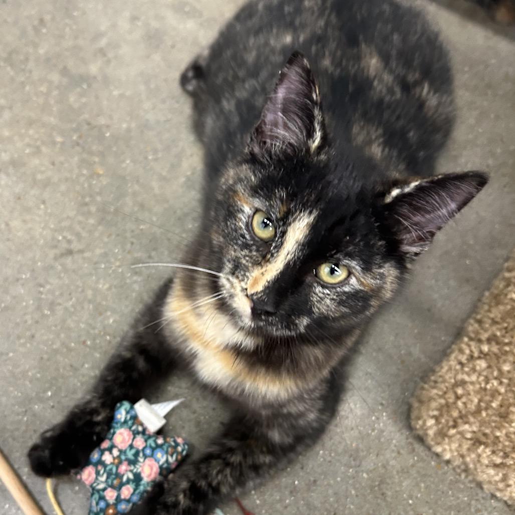 Enlarge Tortie, a Adoptable Domestic Short Hair in League City, TX image 2/6