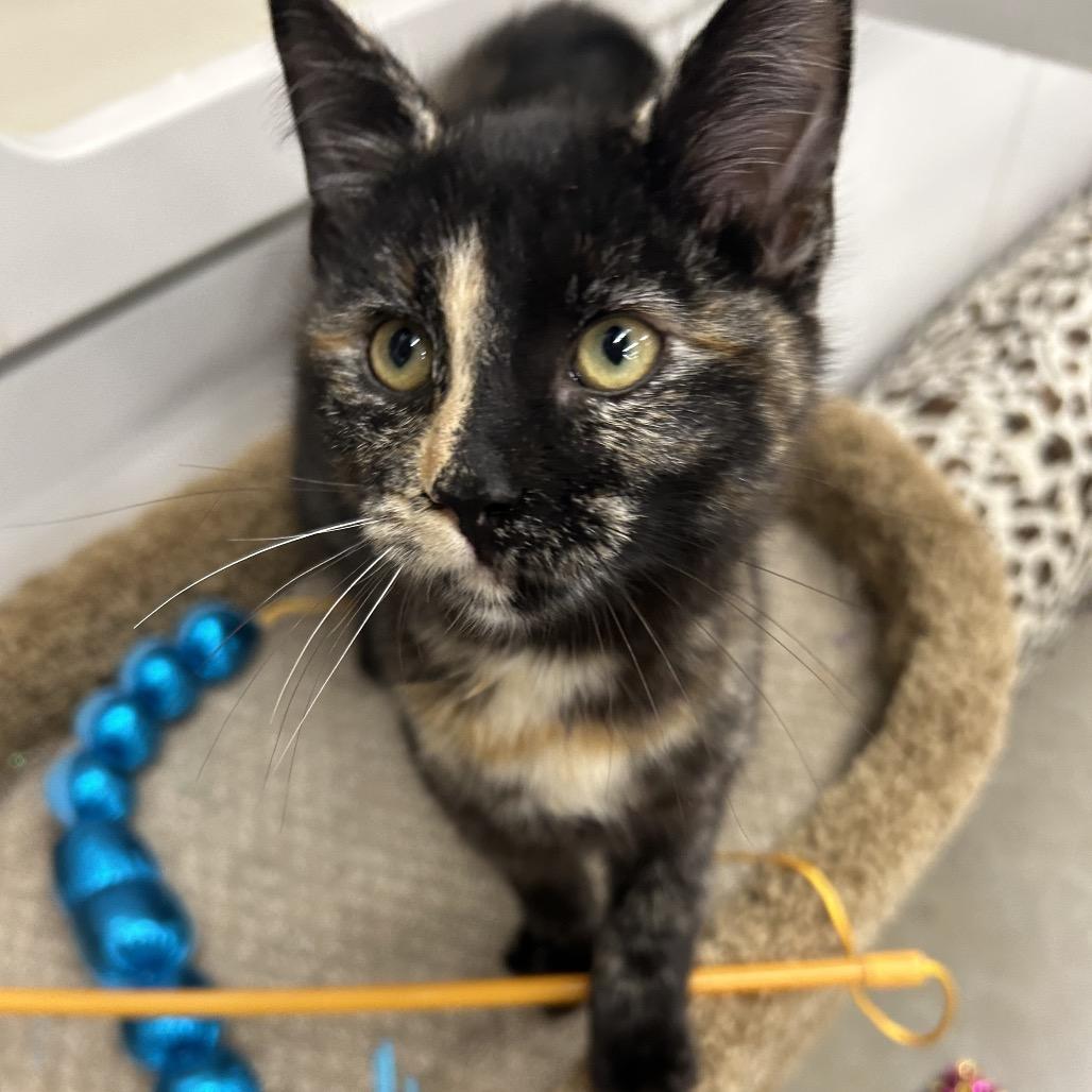 Enlarge Tortie, a Adoptable Domestic Short Hair in League City, TX image 3/6