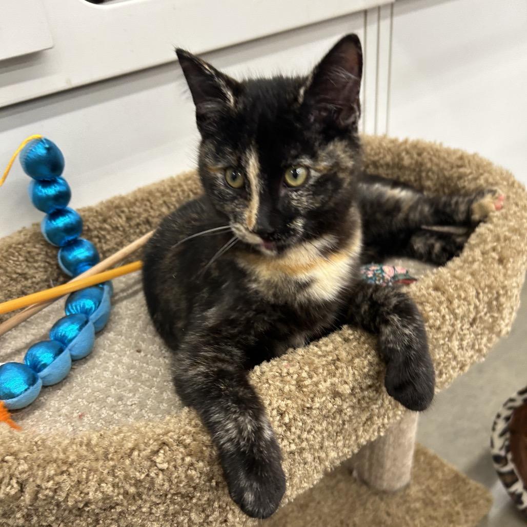 Enlarge Tortie, a Adoptable Domestic Short Hair in League City, TX image 4/6