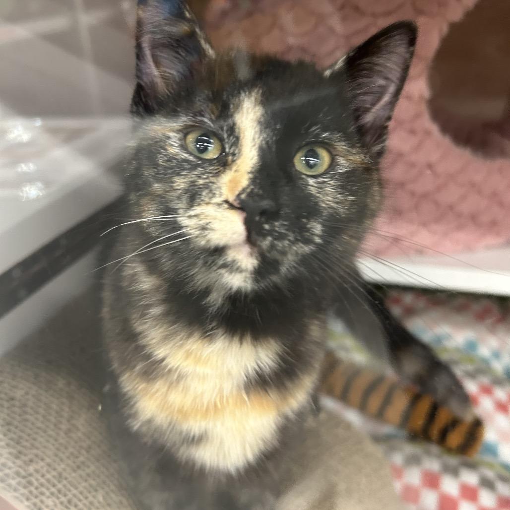 Enlarge Tortie, a Adoptable Domestic Short Hair in League City, TX image 5/6