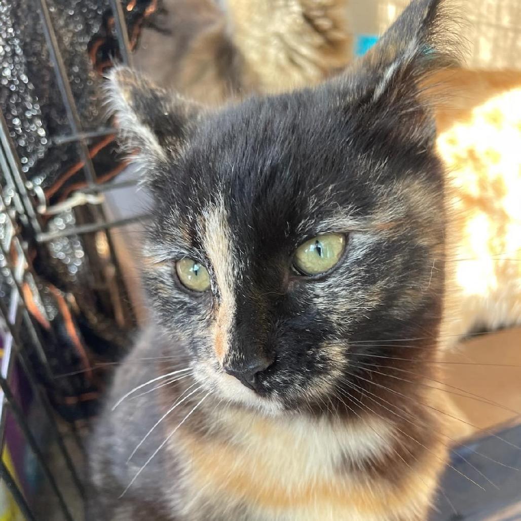 Enlarge Tortie, a Adoptable Domestic Short Hair in League City, TX image 6/6