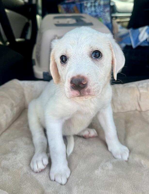 Ducky, Adoptable, Adult Female Labrador Retriever & Mixed Breed.