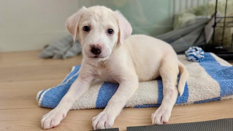 Enlarge Ducky, a Adoptable mixed breed in Valley Village, CA image 2/3