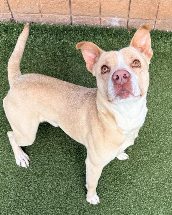 Sealy, Adoptable, Adult Male Pit Bull Terrier.