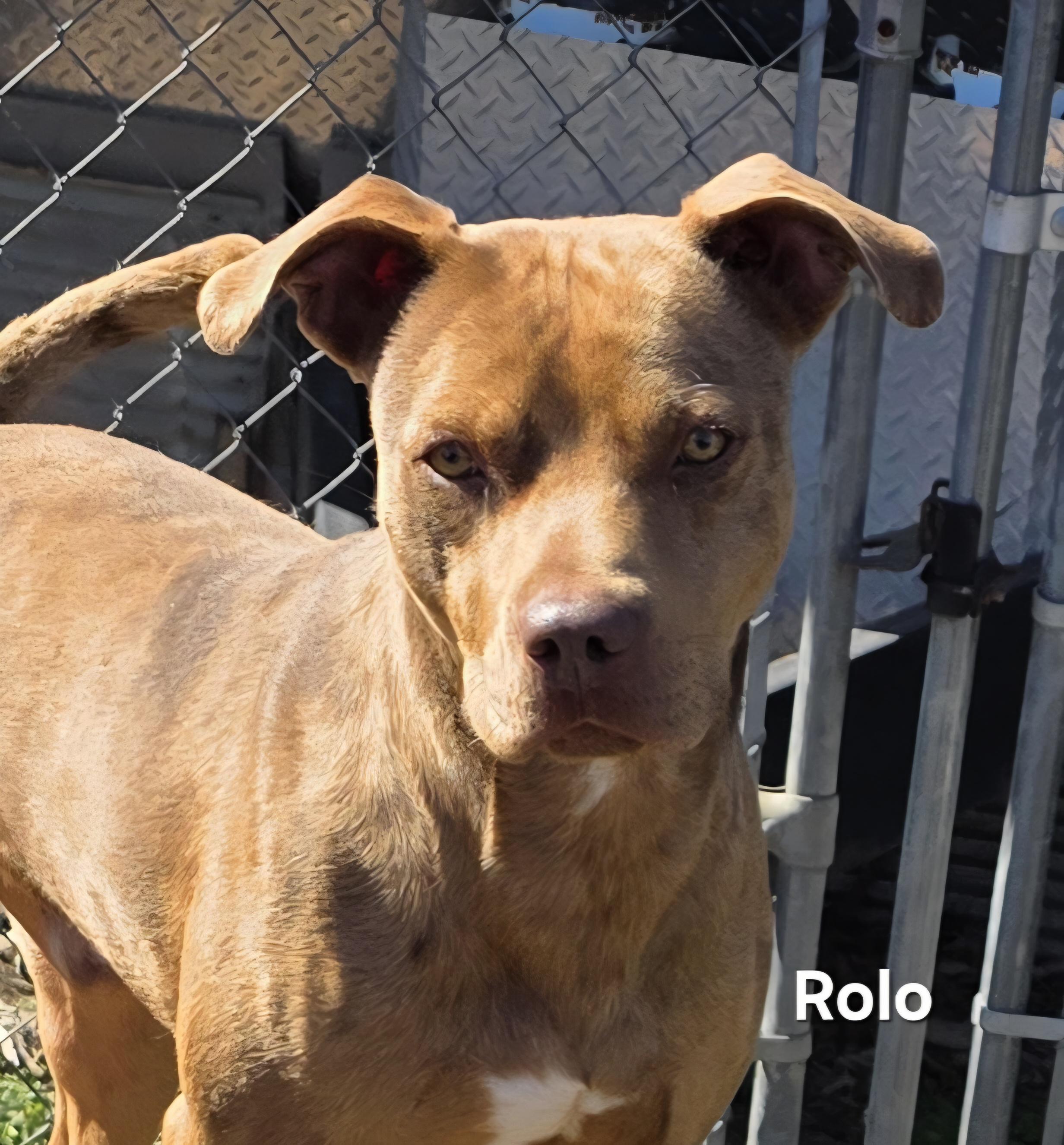 Enlarge Rolo, a ADOPTABLE mixed breed in Warren, RI image 5/5