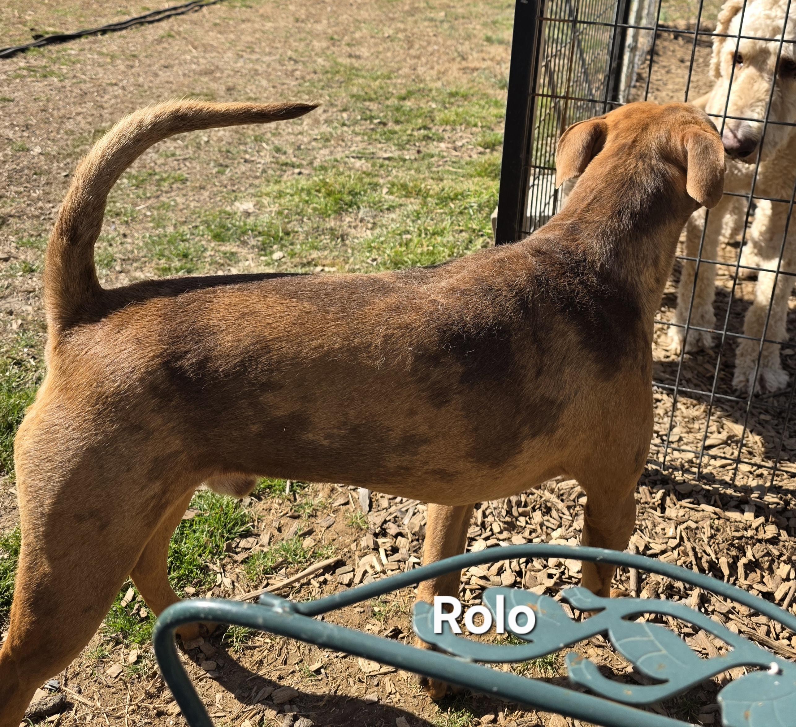 Enlarge Rolo, a ADOPTABLE mixed breed in Warren, RI image 4/5