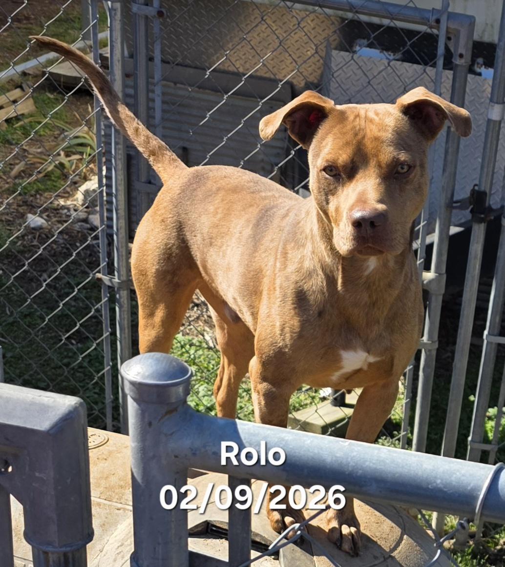 Rolo, ADOPTABLE, Adult Male Catahoula Leopard Dog & Staffordshire Bull Terrier.