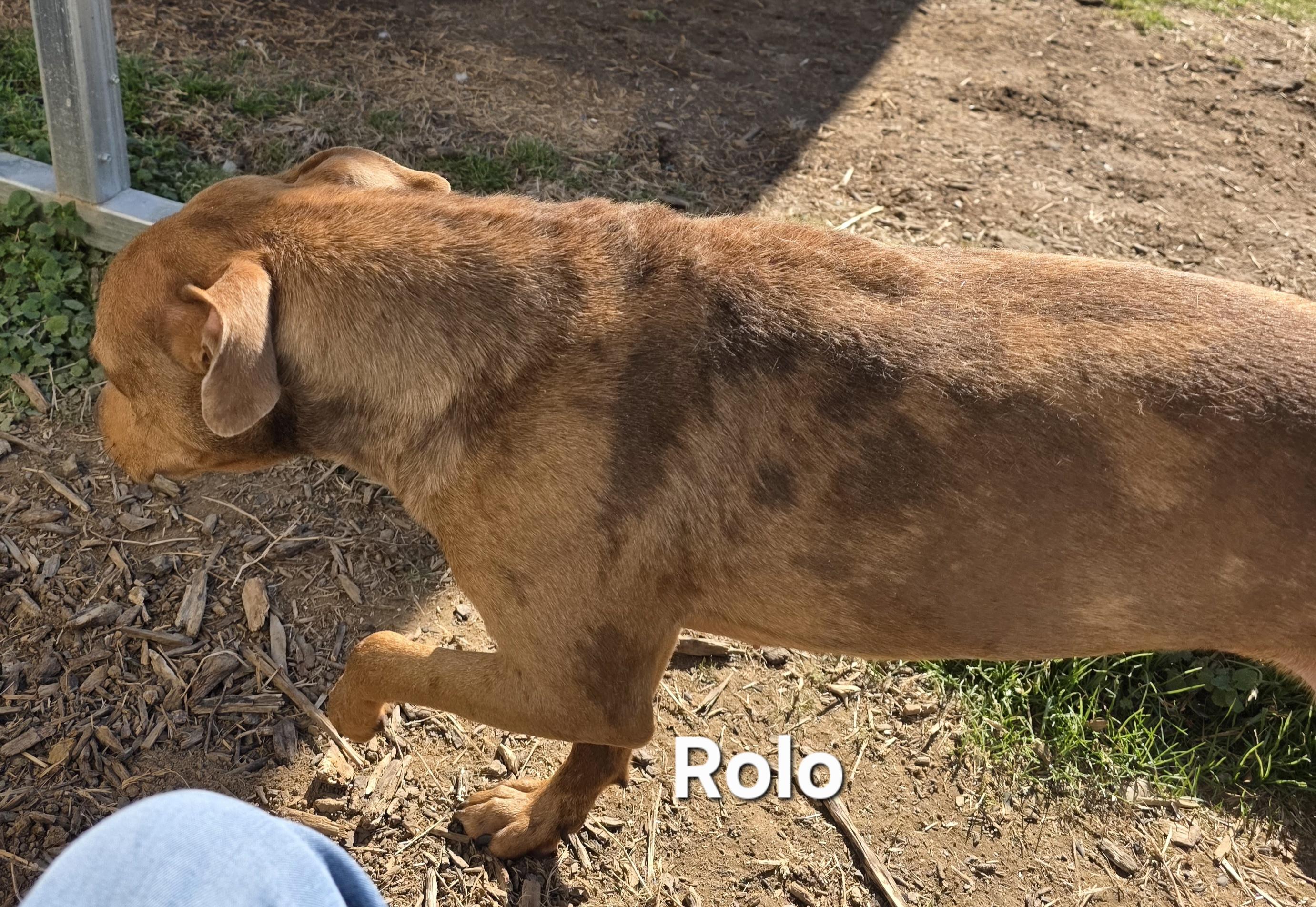 Enlarge Rolo, a ADOPTABLE mixed breed in Warren, RI image 3/5