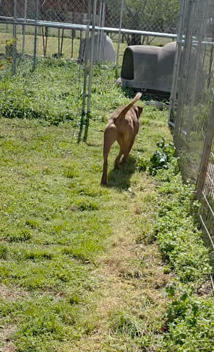 Enlarge Rolo, a ADOPTABLE mixed breed in Warren, RI video 2/5