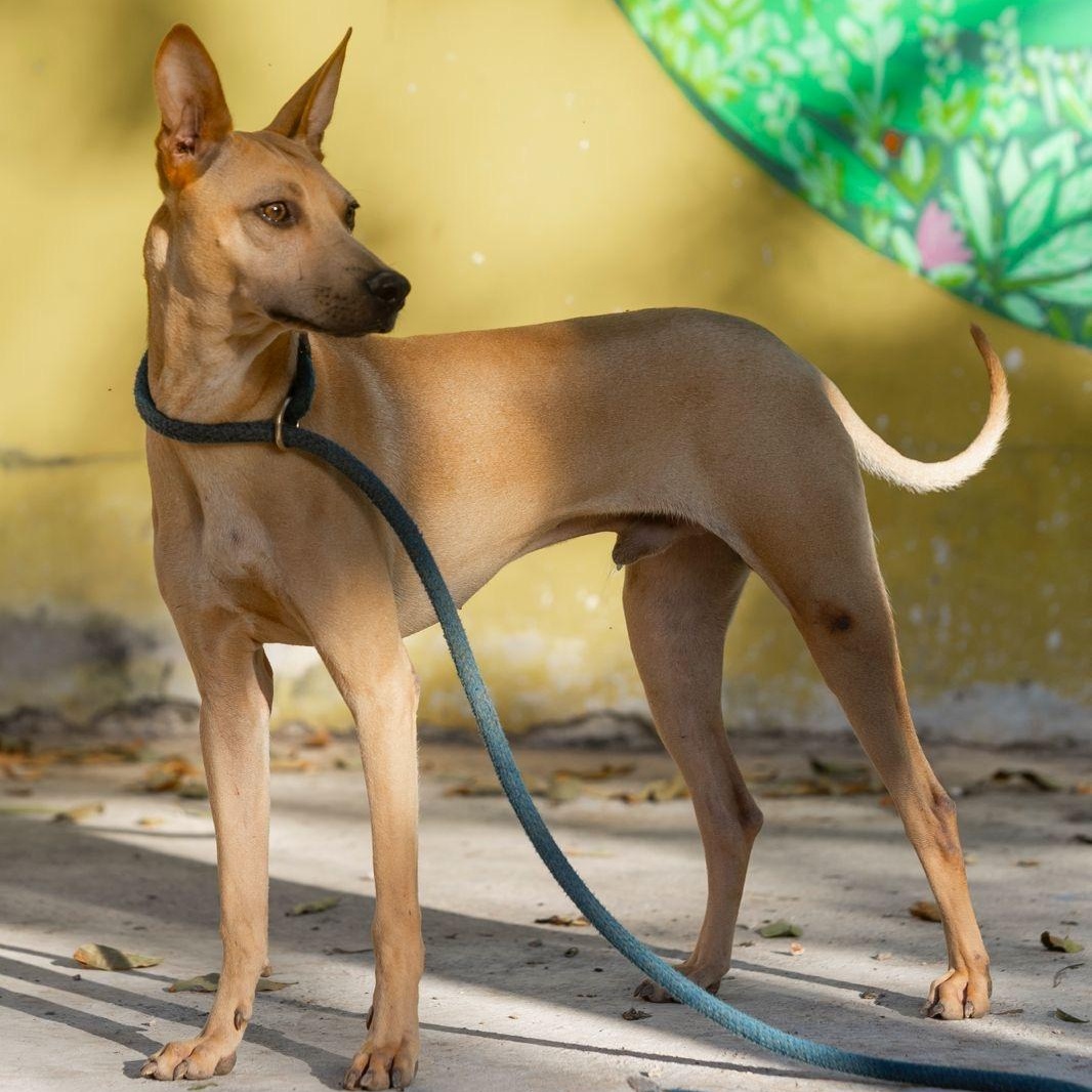 Enlarge Yum, a ADOPTABLE mixed breed in New York, NY image 5/6