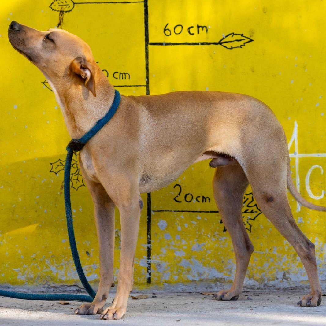 Enlarge Yum, a ADOPTABLE mixed breed in New York, NY image 6/6