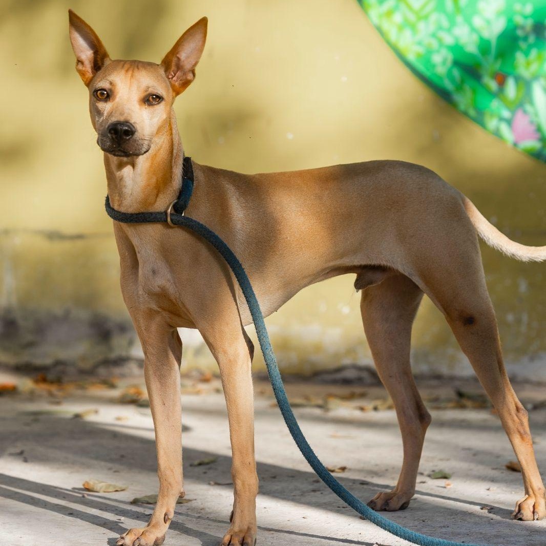 Enlarge Yum, a ADOPTABLE mixed breed in New York, NY image 2/6