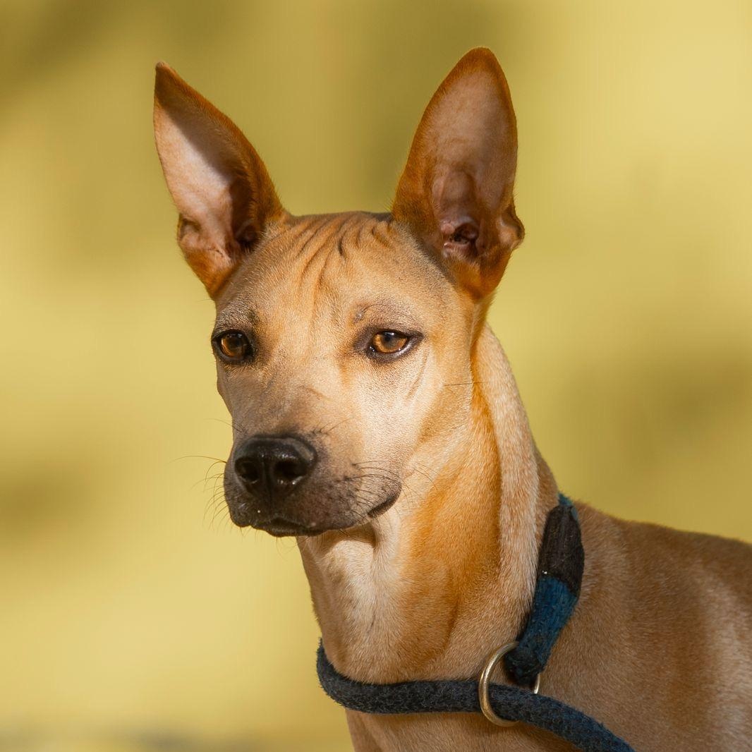 Enlarge Yum, a ADOPTABLE mixed breed in New York, NY image 1/6