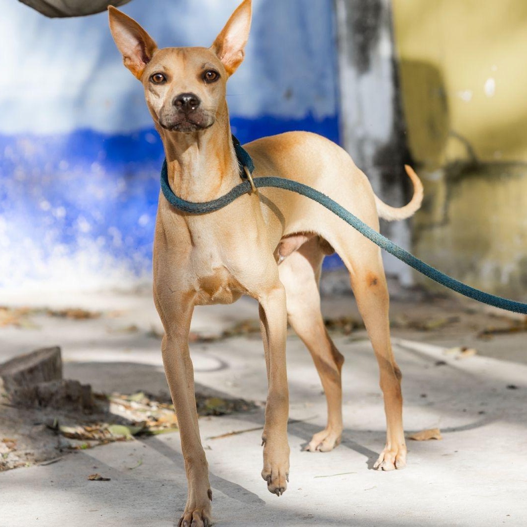 Enlarge Yum, a ADOPTABLE mixed breed in New York, NY image 4/6