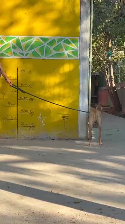 Enlarge Yum, a ADOPTABLE mixed breed in New York, NY video 3/6