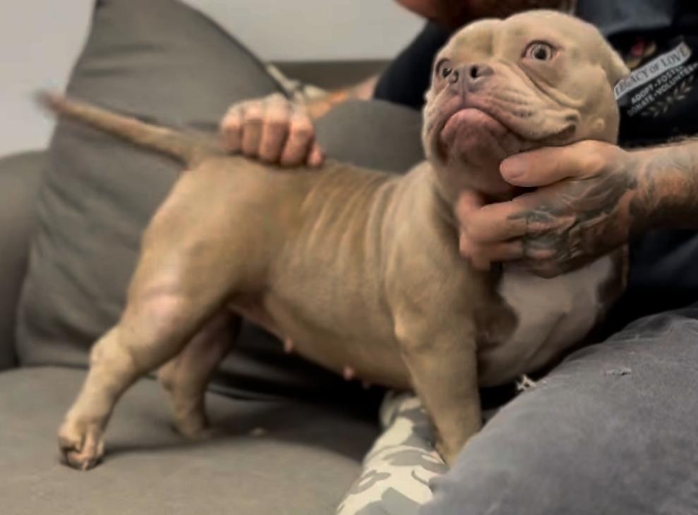 Enlarge Daize, a Adoptable mixed breed in ventura, CA image 1/1