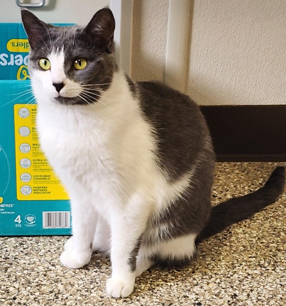 Enlarge Tiki, a Adoptable mixed breed in Fremont, OH image 1/4