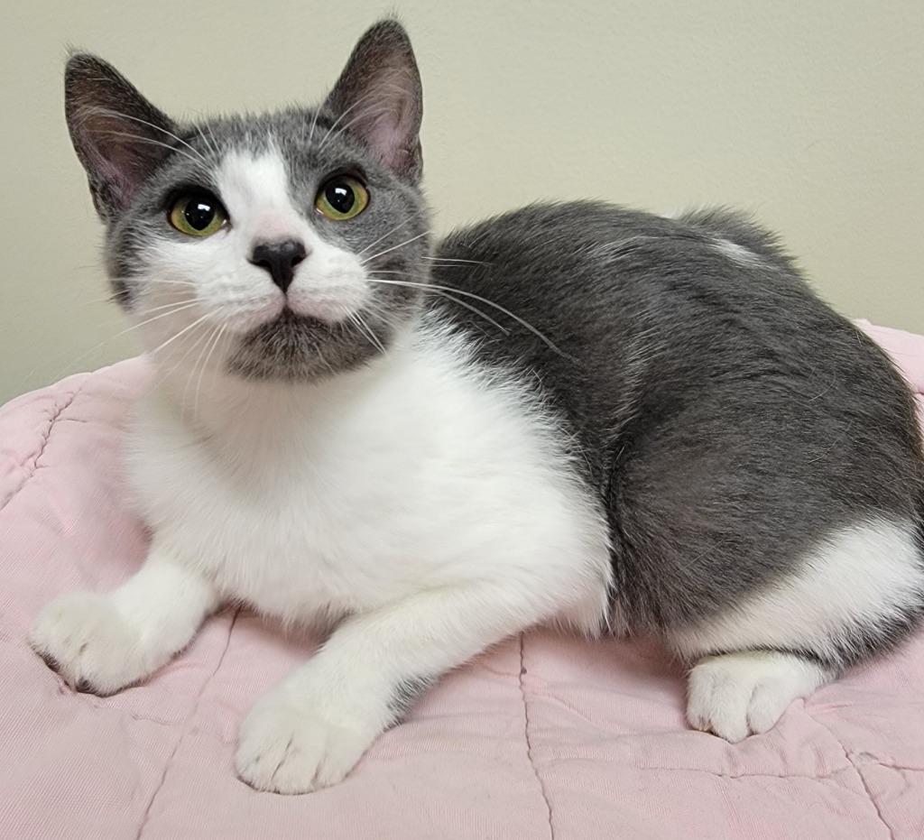 Enlarge Tiki, a Adoptable mixed breed in Fremont, OH image 2/4