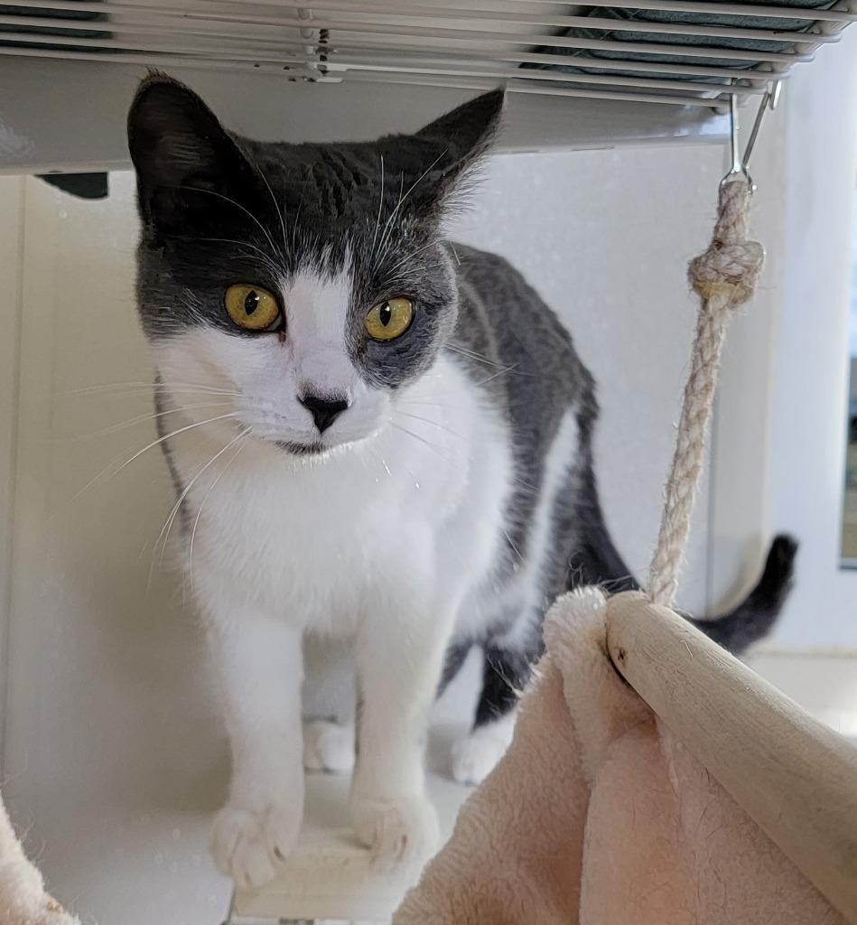 Tiki, Adoptable, Adult Female Domestic Short Hair.