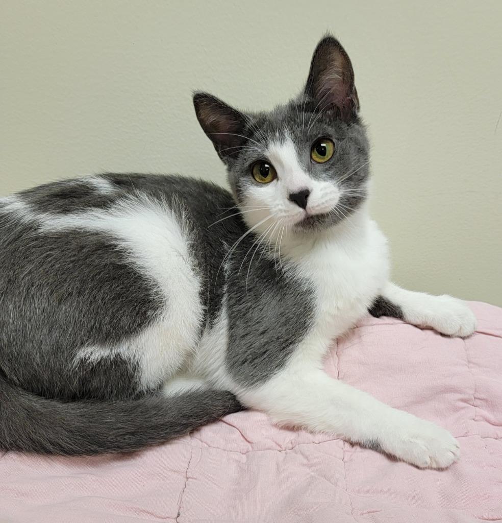 Enlarge Tiki, a Adoptable mixed breed in Fremont, OH image 4/4