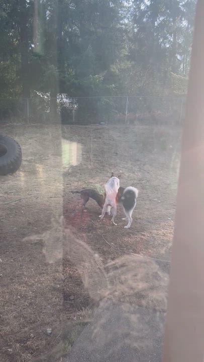 Enlarge Opie, a Adopted mixed breed in COVINGTON, WA video 6/12