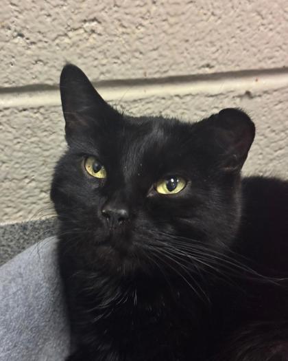 Katy, Adoptable, Adult Female Domestic Short Hair & Domestic Short Hair.
