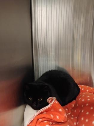 Enlarge Katy, a Adoptable mixed breed in Fallston, MD image 2/2